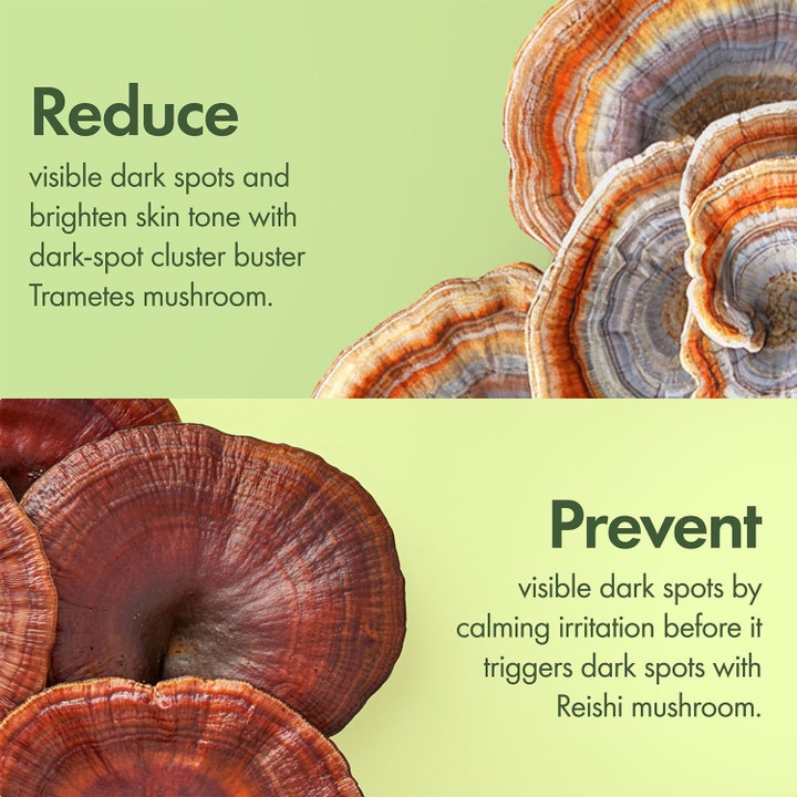 Origins Dr. Weil Mega-Mushroom 50 ml ansiktskrem som reduserer mørke flekker med Trametes- og Reishi-sopp.